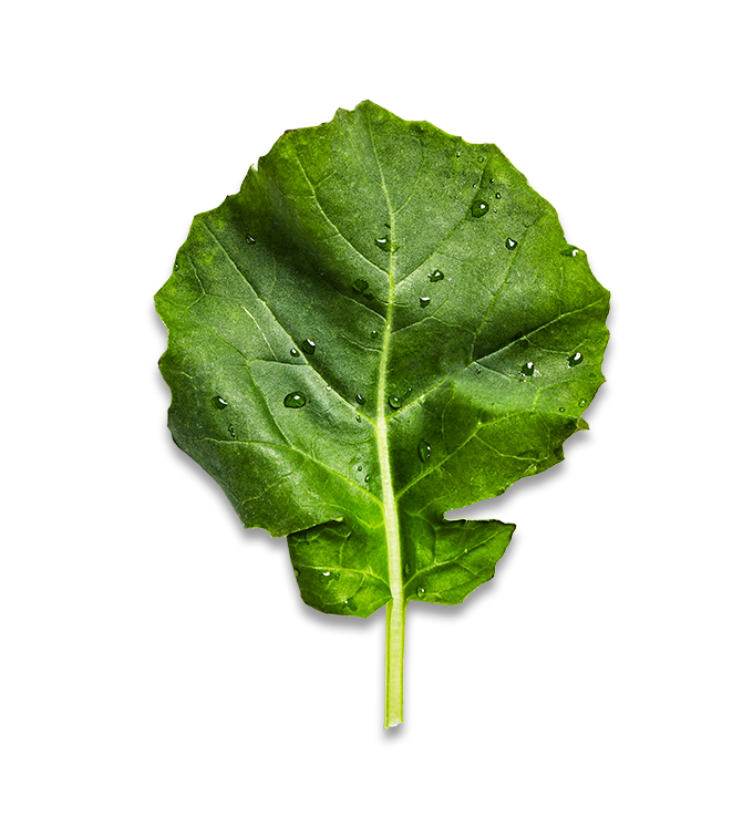 Kale PNG Clipart