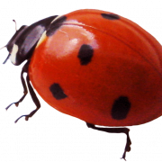 Ladybird Insect No Background