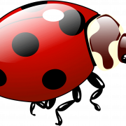 Ladybird Insect PNG