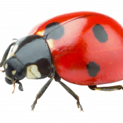 Ladybird Insect PNG Clipart