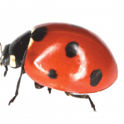 Ladybird Insect PNG File