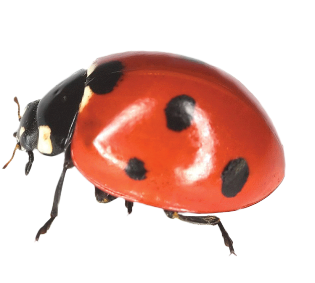 Ladybird Insect PNG File