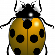 Ladybird Insect PNG Free Image
