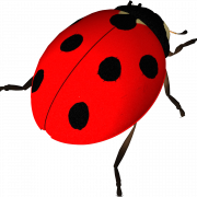 Ladybird Insect PNG HD Image