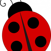 Ladybird Insect PNG Image