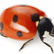 Ladybird Insect PNG Image File