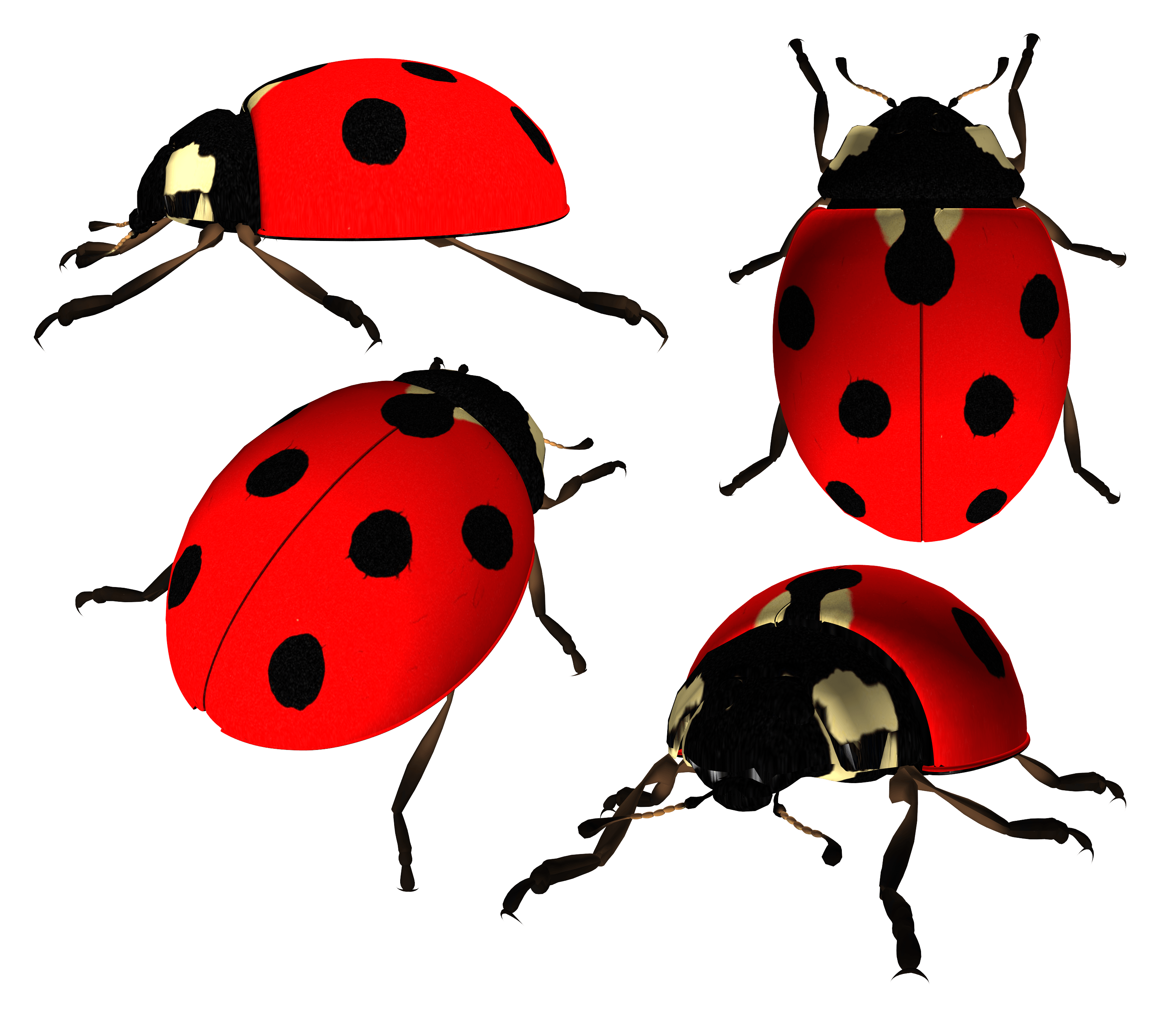 Ladybird Insect PNG Image HD