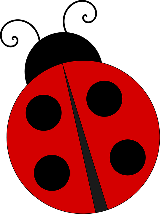 Ladybird Insect PNG Image