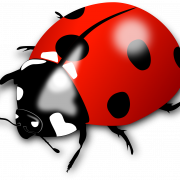 Ladybird Insect PNG Images HD