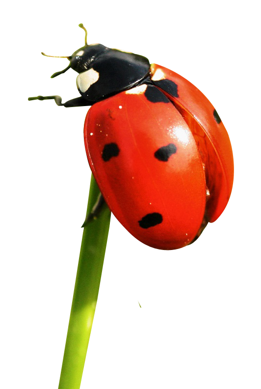Ladybird Insect PNG Images