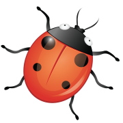 Ladybird Insect PNG Photos