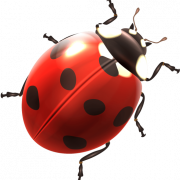 Ladybird Insect PNG Pic