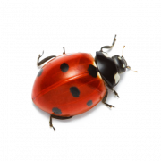 Ladybird Insect PNG Picture