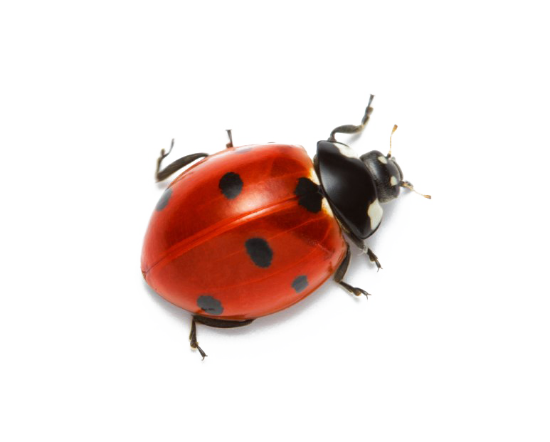 Ladybird Insect PNG Picture