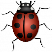 Ladybird PNG Clipart