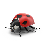 Ladybird PNG Cutout