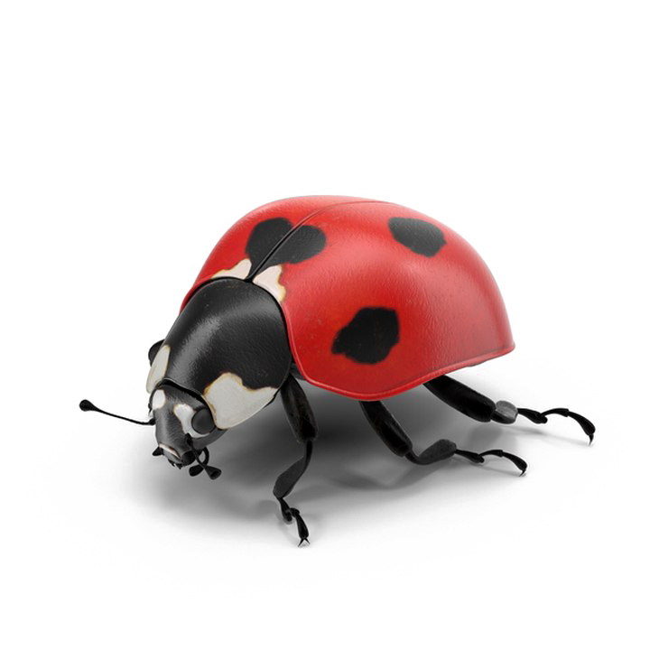 Ladybird PNG Cutout