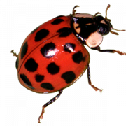 Ladybird PNG HD Image