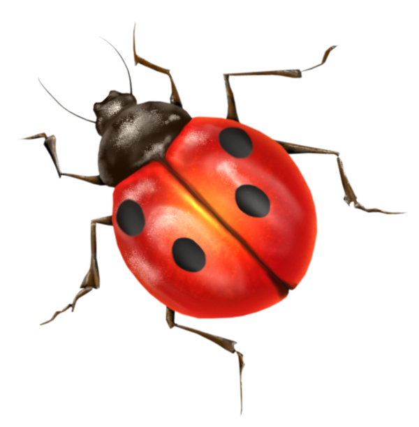 Ladybird PNG Image
