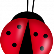Ladybird PNG Images