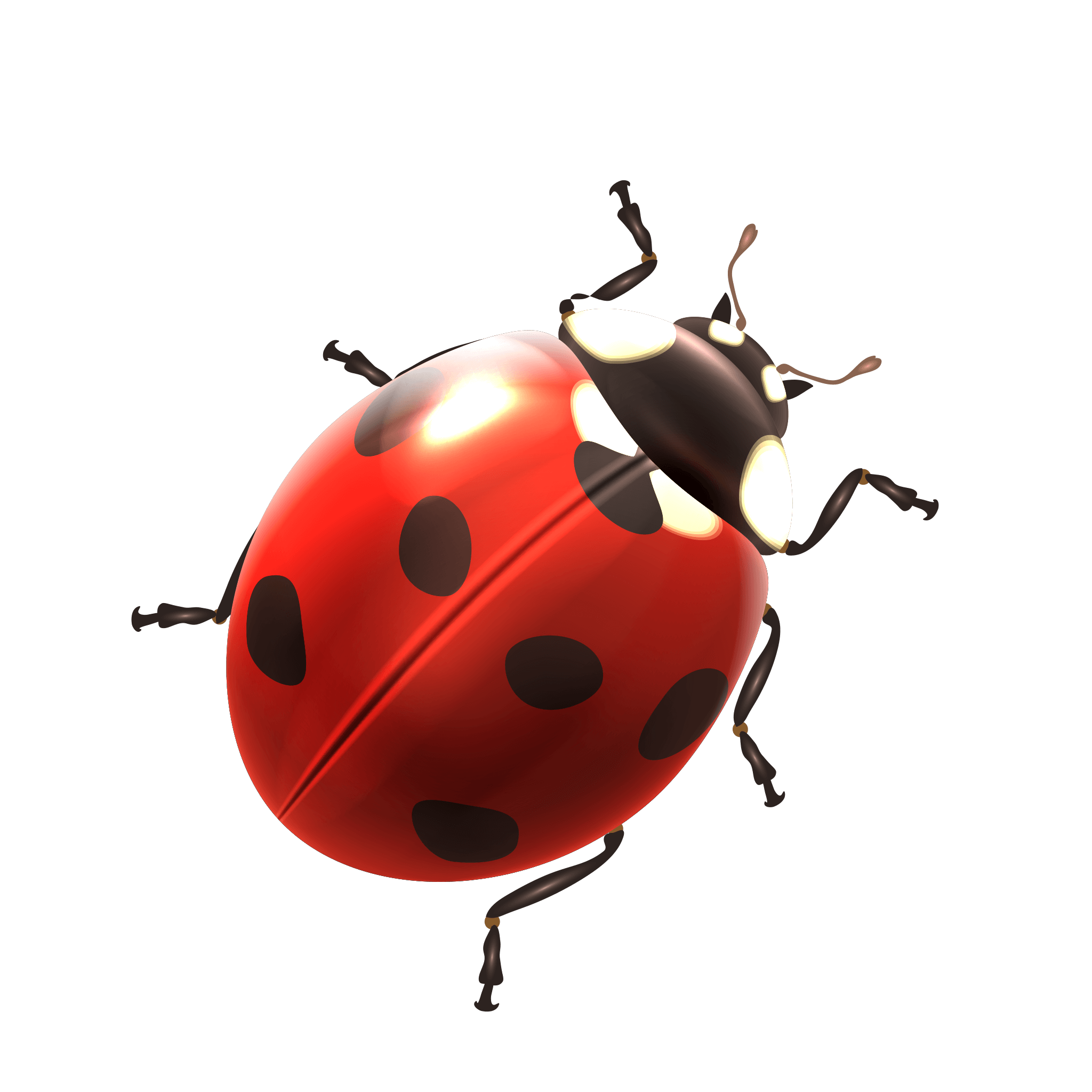 Ladybird PNG Images HD