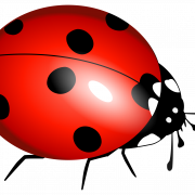 Ladybird PNG Pic