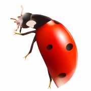 Ladybird PNG Picture