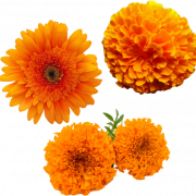 Marigold Flower PNG