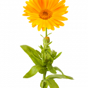 Marigold Flower PNG File