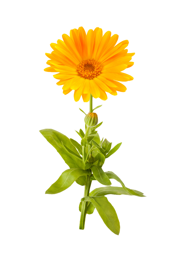 Marigold Flower PNG File