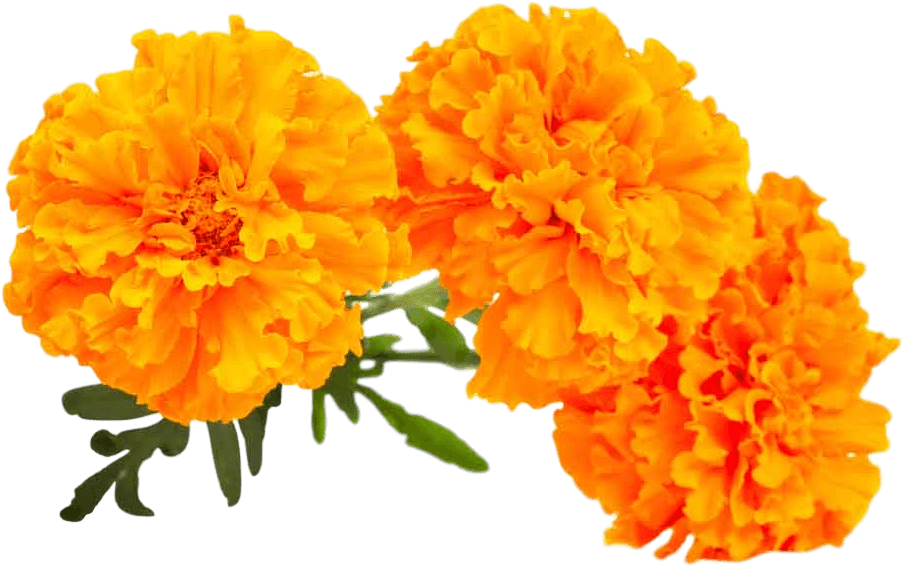 Marigold Flower PNG Image