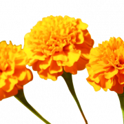 Marigold Flower PNG Photo