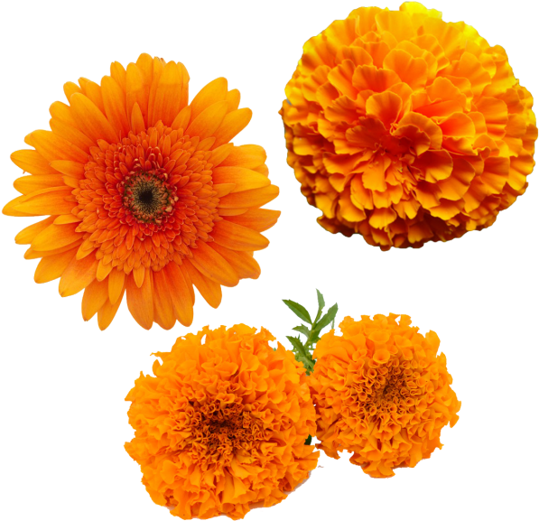 Marigold Flower PNG