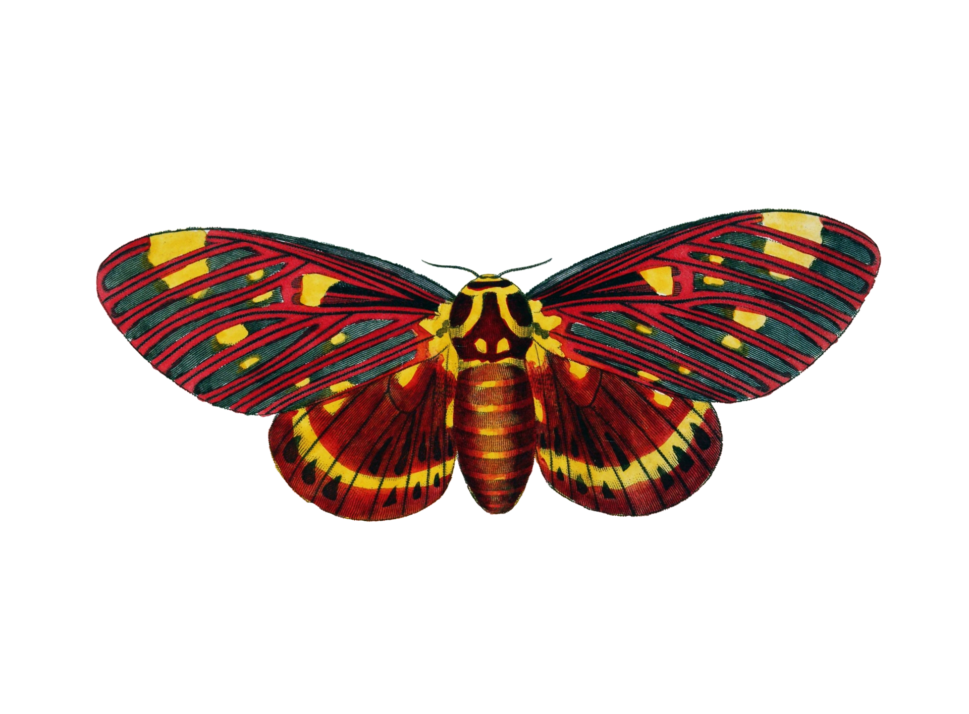 Moth Butterfly PNG Clipart