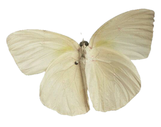 Moth Butterfly PNG Cutout