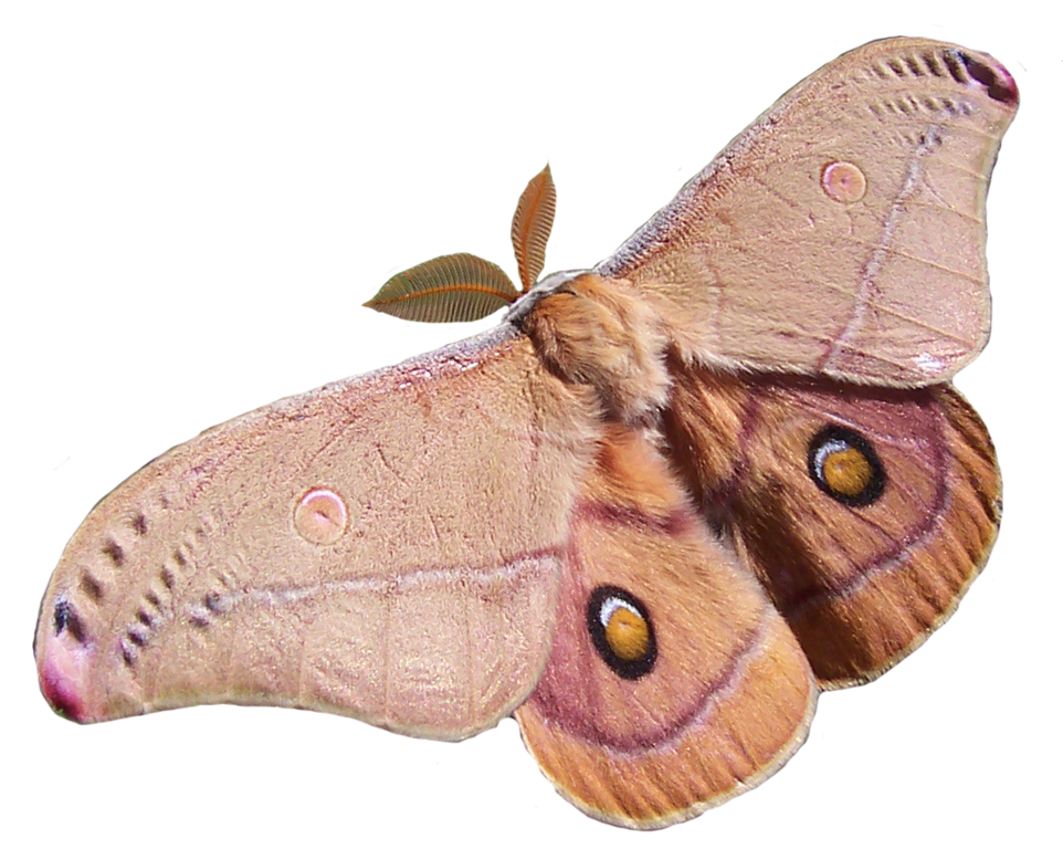 Moth Butterfly PNG File