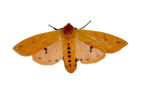 Moth Butterfly PNG HD Image
