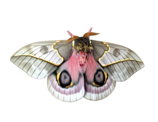 Moth Butterfly PNG Image HD