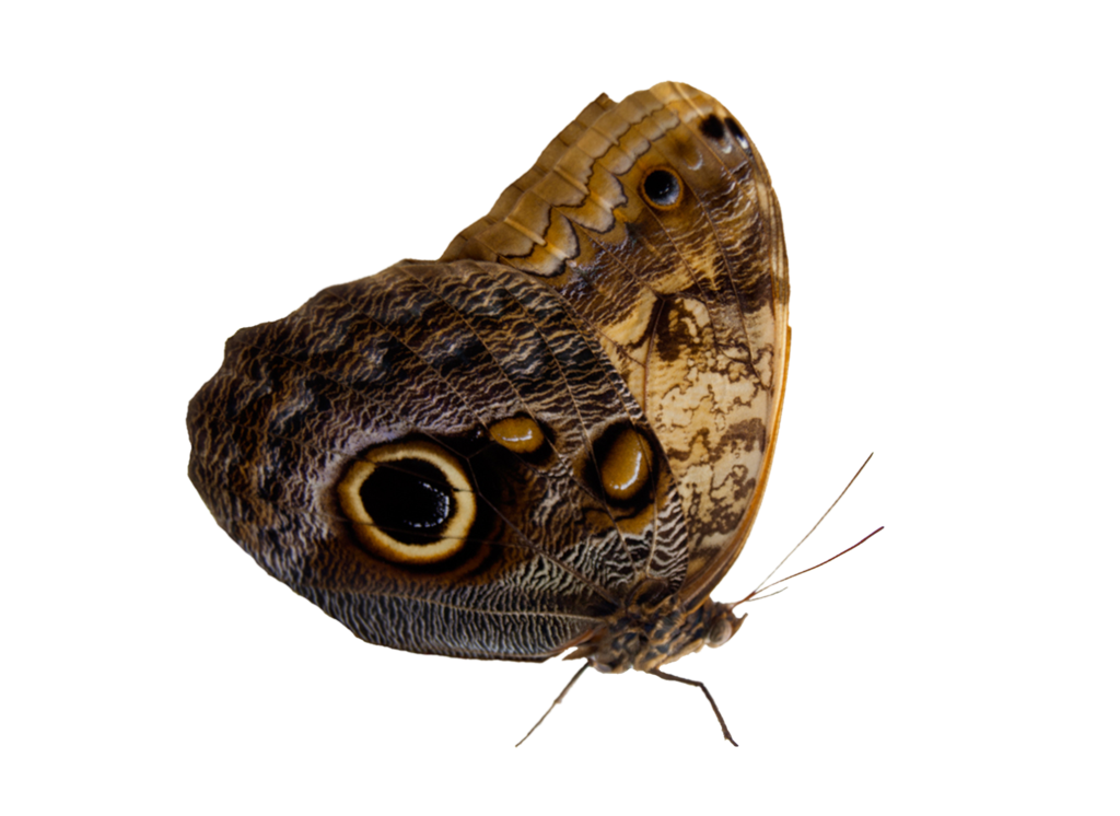 Moth Butterfly PNG Images