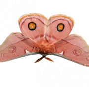 Moth Butterfly PNG Photo