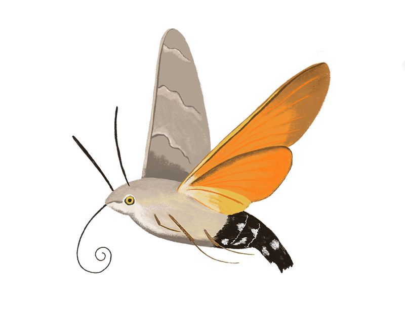 Moth Butterfly PNG Pic
