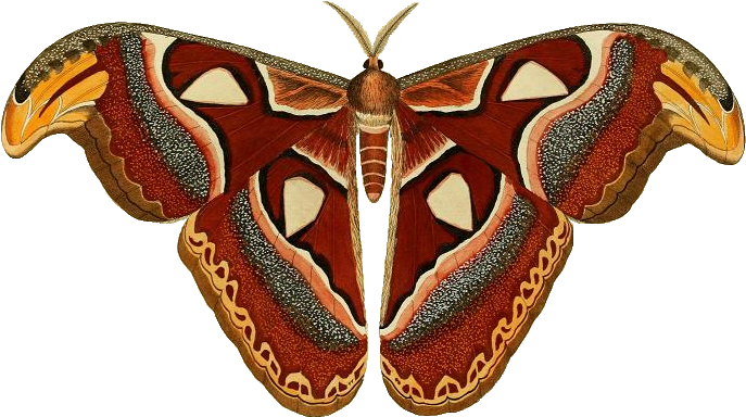 Moth Insect PNG Clipart
