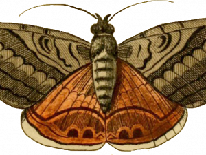 Moth Insect PNG Free Image