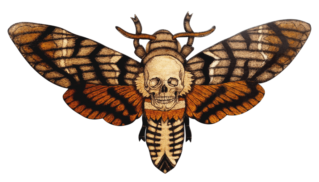 Moth Insect PNG HD Image