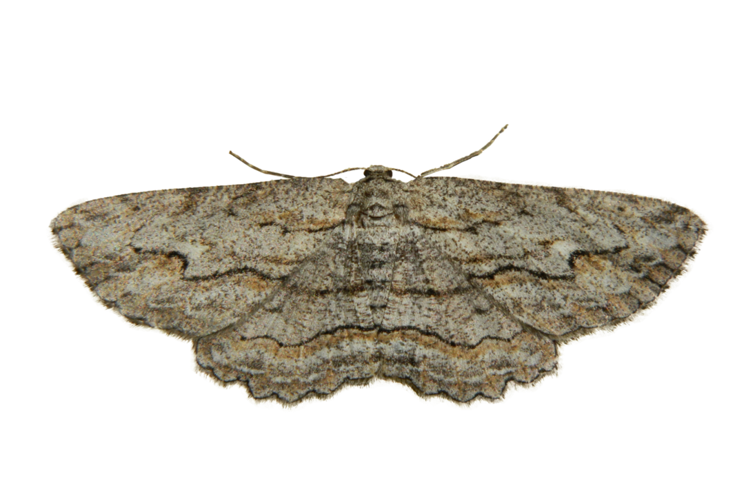 Moth Insect PNG Image HD