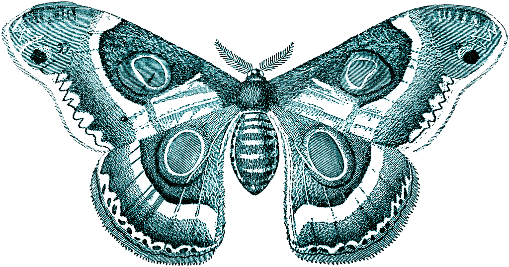 Moth Insect PNG Image