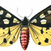 حشرات حشرات PNG صور