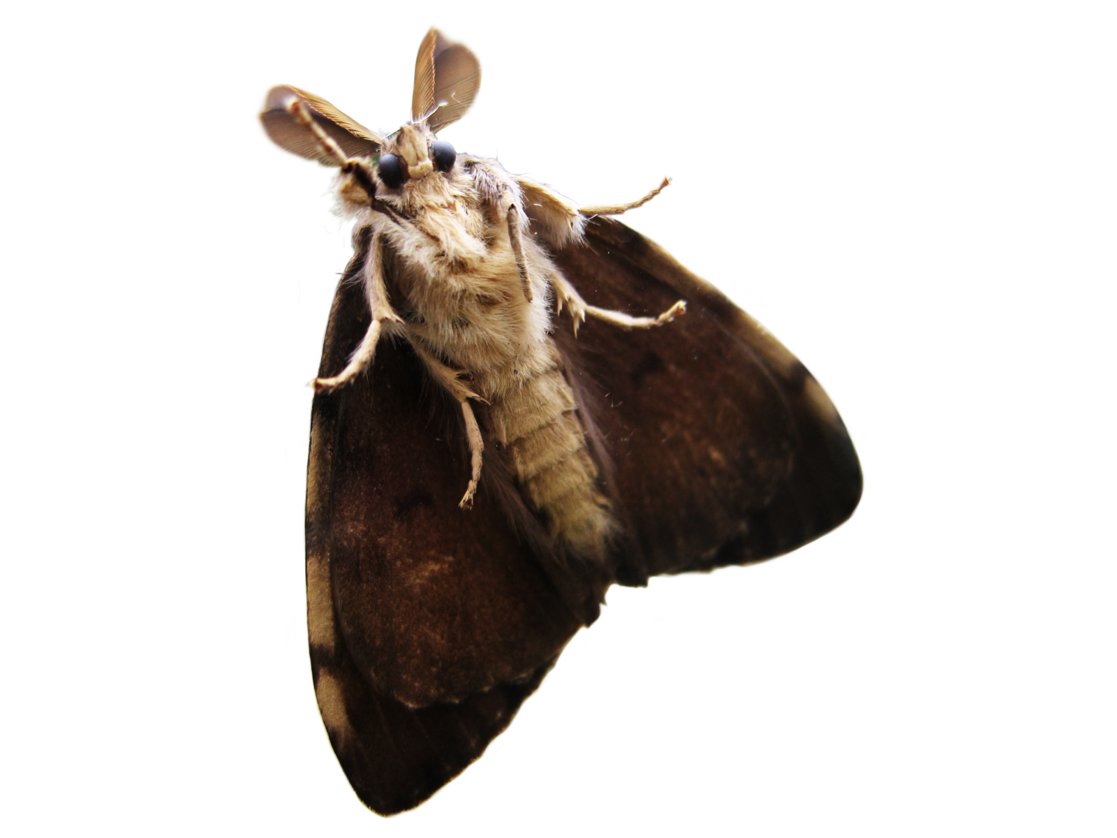 Moth Insect PNG Images HD