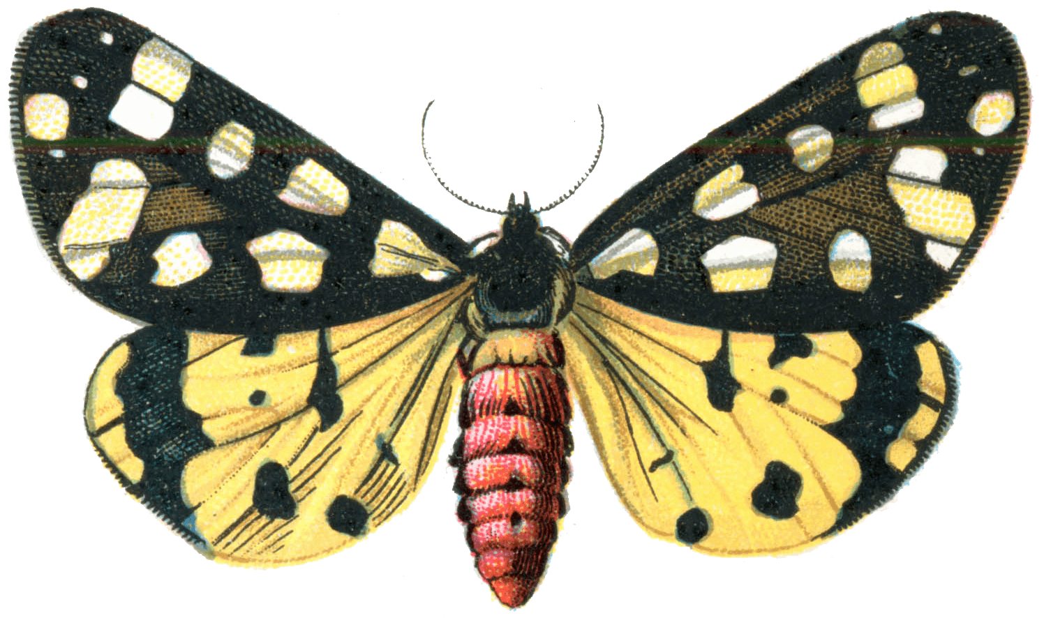 Moth Insect PNG Images