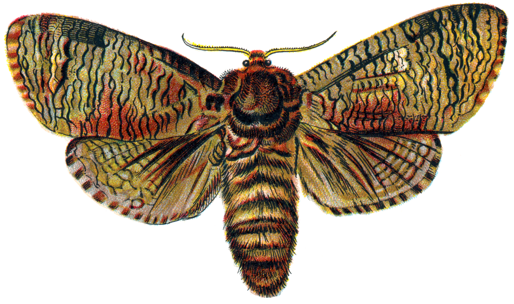 Moth Insect PNG Photo